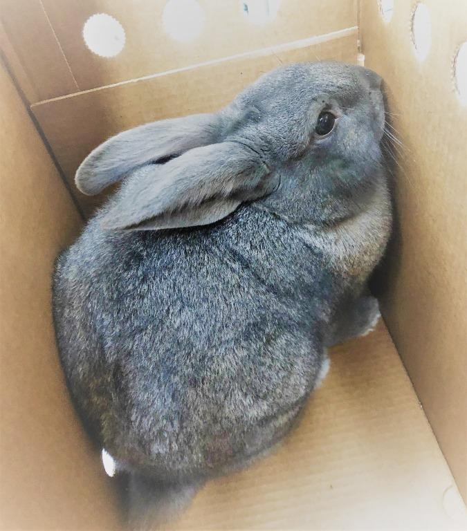 Adopt Toner a American / Mixed (short coat) rabbit in Logan, UT (24689982)