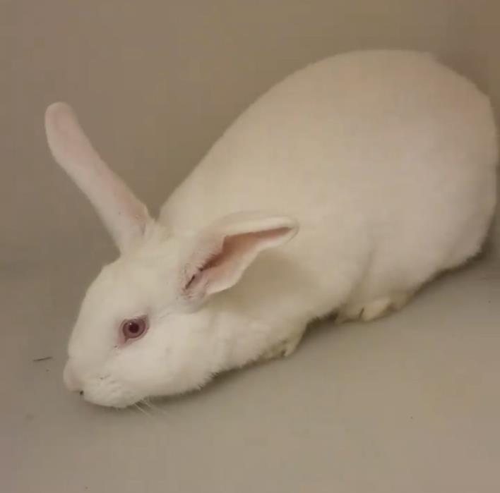 Adopt Bunny $75 a Albino or Red-Eyed White Other/Unknown / Mixed rabbit in