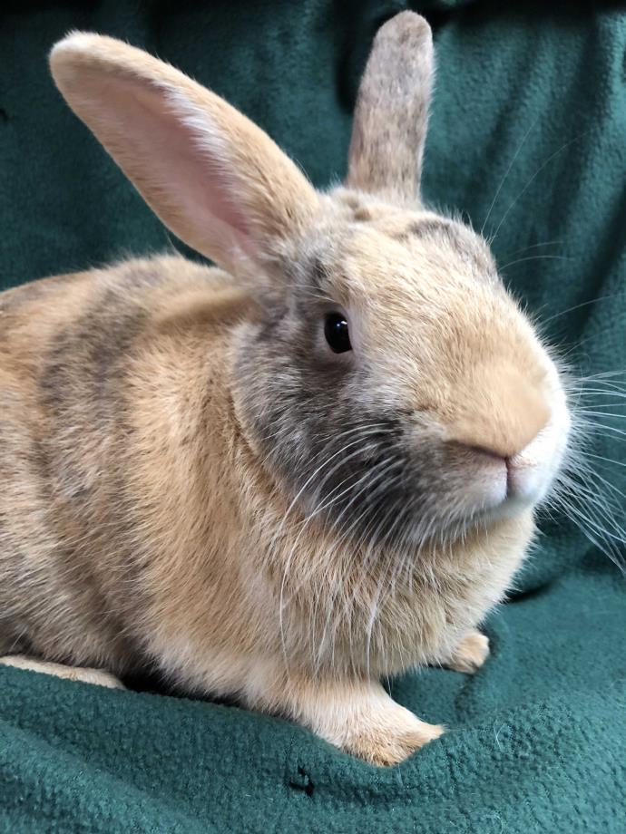 Adopt Everest a Harlequin Harlequin / Mixed (short coat) rabbit in Edinburg