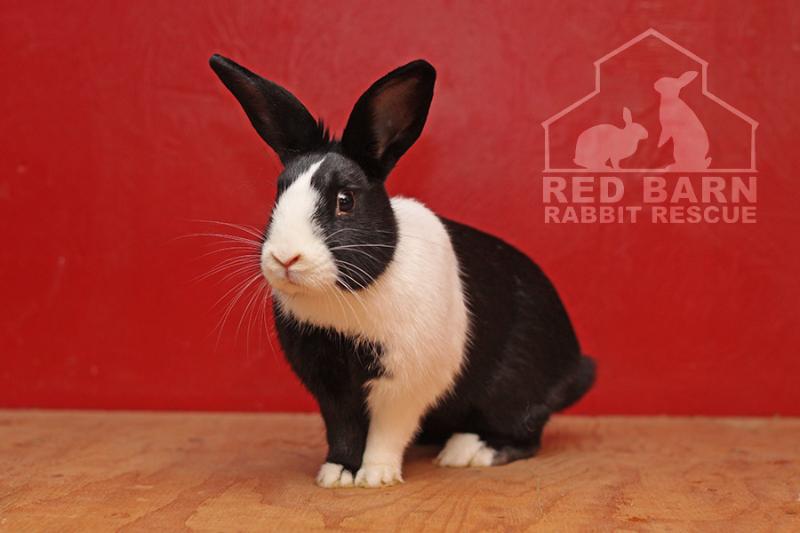 Adopt Blaine a Dutch