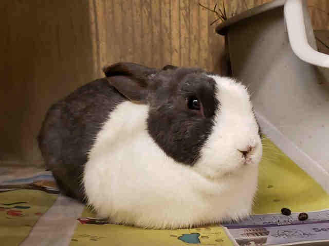 Adopt NOLAN a Grey/Silver Dutch / Mixed rabbit in Martinez, CA (24684571)
