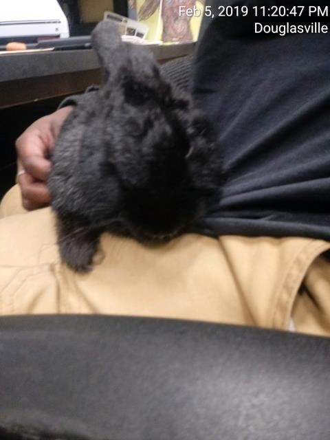 Adopt Thumper a Silver Fox rabbit in Douglasville, GA (24630656)