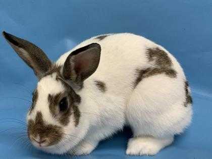 Adopt Finley a White Other/Unknown / Mixed rabbit in Woodbury, MN (24686337)