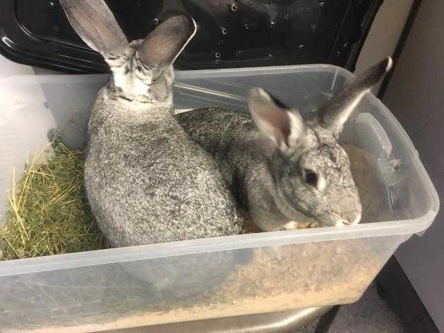 Adopt ZEN a Grey/Silver Flemish Giant / Mixed rabbit in Goleta, CA (24687255)