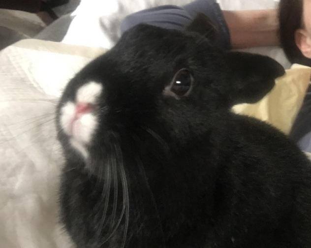 Adopt Pauly a Bunny Rabbit