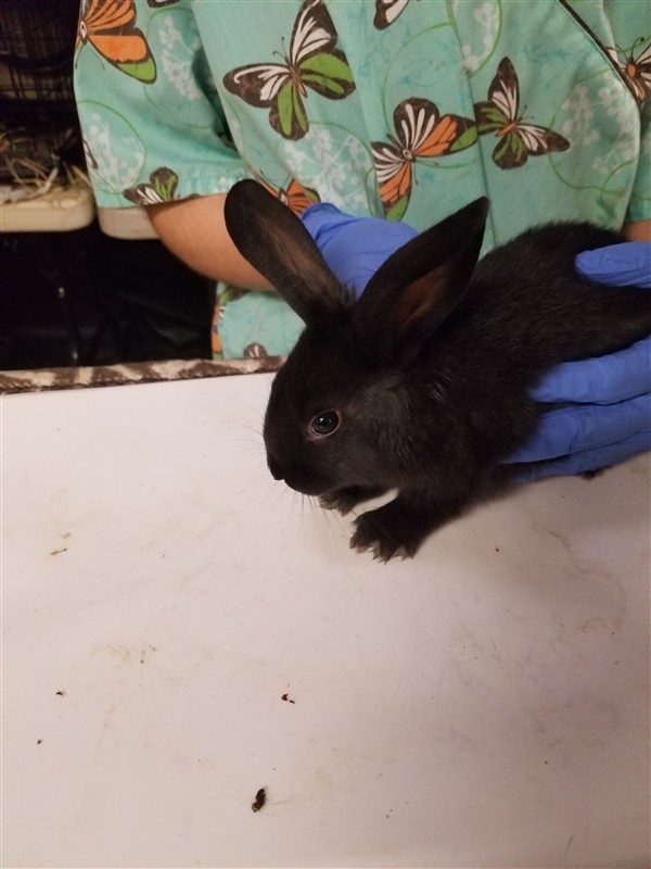Adopt Lemongrass a Rex / Mixed rabbit in Silverdale, WA (24688048)