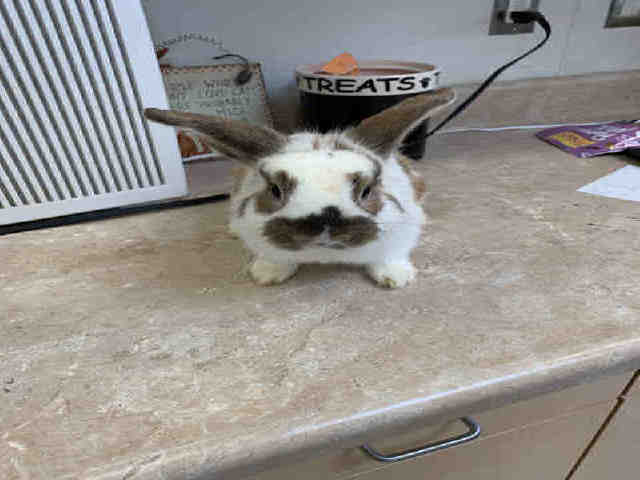 Adopt MR FLUFF a White Lop, Holland / Mixed rabbit in Castaic, CA (24854111)
