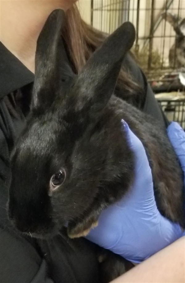 Adopt Parsley a Rex / Mixed rabbit in Silverdale, WA (24688063)