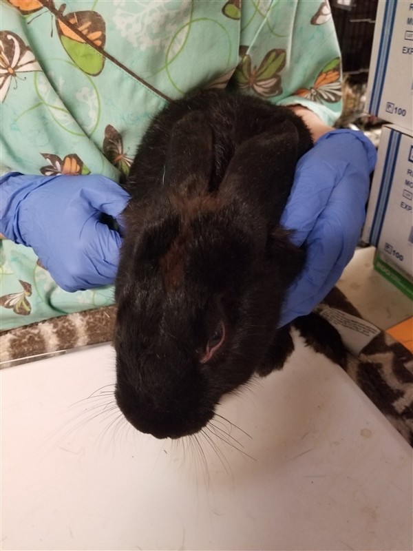 Adopt Nettle a Rex / Mixed rabbit in Silverdale, WA (24688038)