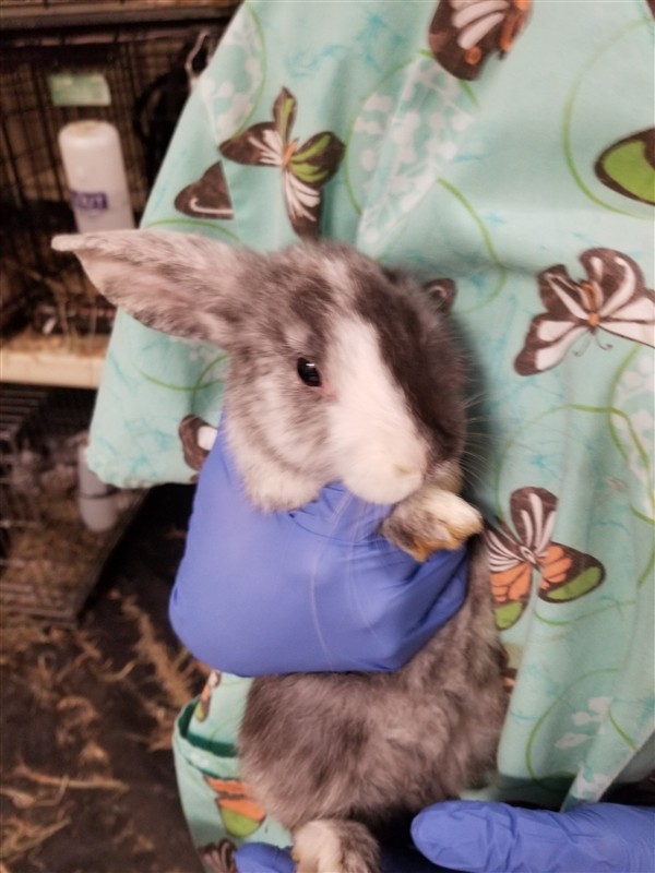 Adopt Oregano a Rex / Mixed rabbit in Silverdale, WA (24688046)