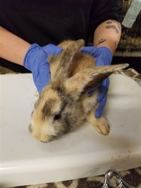 Adopt Tarragon a Harlequin / Mixed rabbit in Silverdale, WA (24688055)