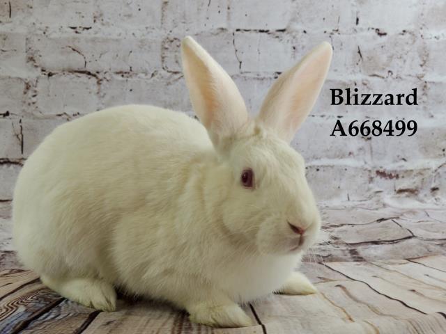 Adopt BLIZZARD a Bunny Rabbit