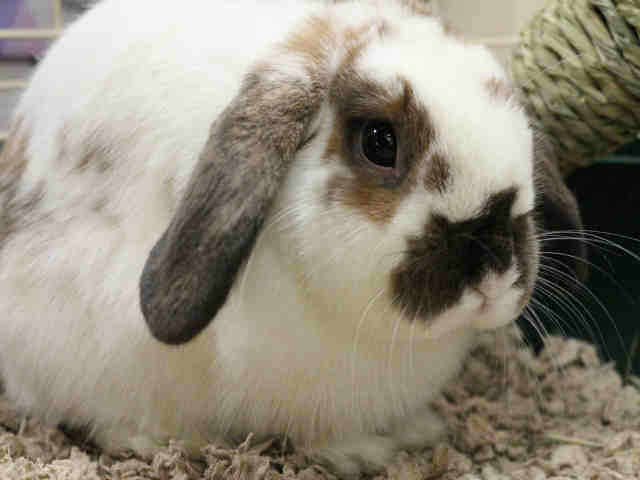 Adopt PETUNIA a Bunny Rabbit