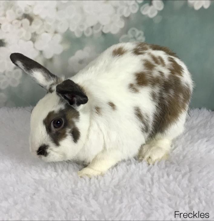 Adopt Freckles a White English Spot / Mixed (short coat) rabbit in Auburn