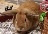 Adopt Paprika (Rabbit) a Bunny Rabbit