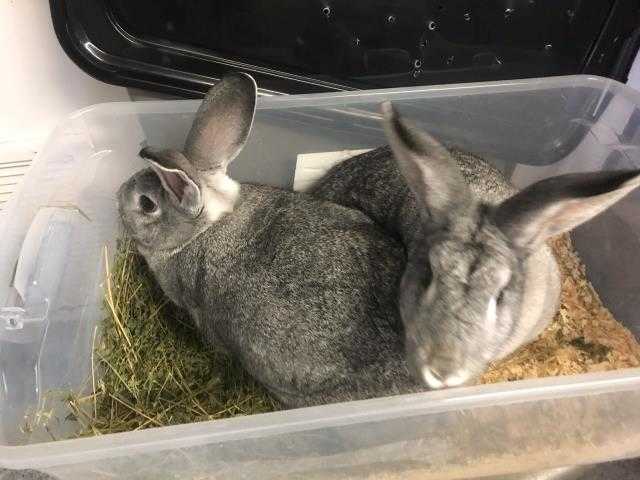 Adopt HUNA a Grey/Silver Flemish Giant / Mixed rabbit in Goleta, CA (24687254)