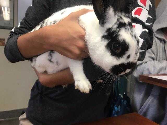 Adopt OREO a White Other/Unknown / Mixed rabbit in Goleta, CA (24687580)