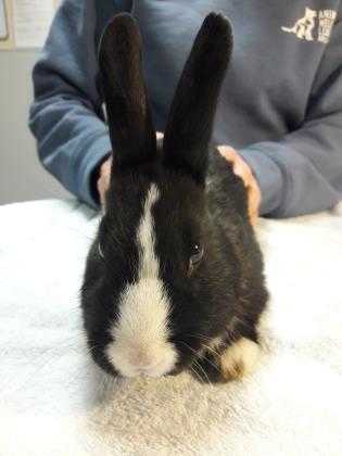 Adopt Ross a Black Rex / Other/Unknown / Mixed rabbit in Arlington