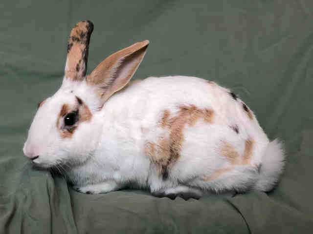 Adopt SULLY a Tri-color Rex / Mixed rabbit in Urbana, IL (24684511)