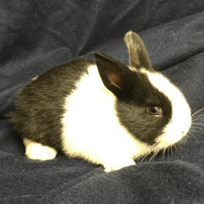 Adopt Bubbie a White Other/Unknown / Other/Unknown / Mixed rabbit in Tampa