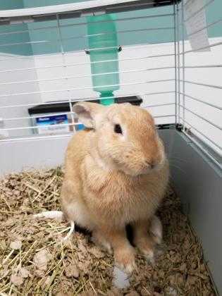 Adopt Joker a Tan Harlequin / Other/Unknown / Mixed rabbit in Watertown