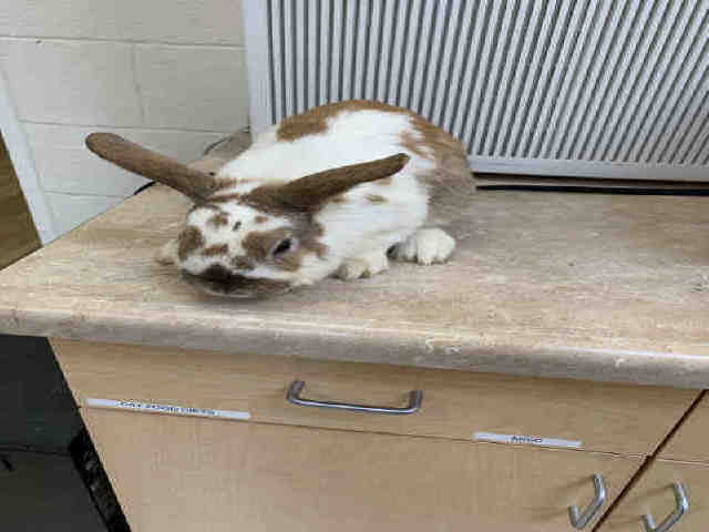 Adopt SPOT a White Lop, Holland / Mixed rabbit in Castaic, CA (24854103)
