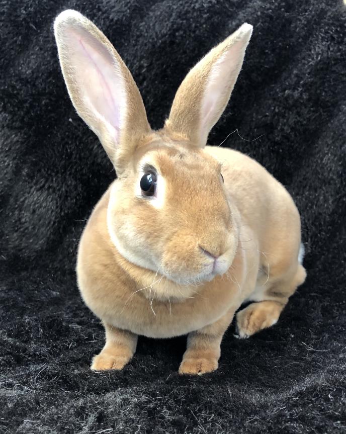 Adopt Mochi a Mini Rex