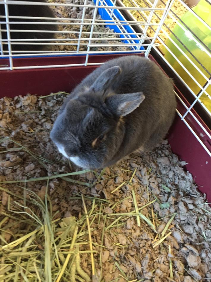 Adopt Thumper a Netherland Dwarf