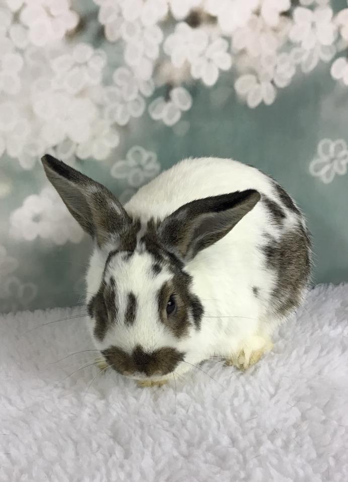 Adopt Spreckles a White English Spot / Mixed (short coat) rabbit in Auburn