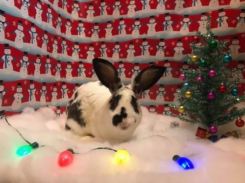 Adopt Grant a Multi Other/Unknown / Mixed rabbit in Columbus, OH (20692721)