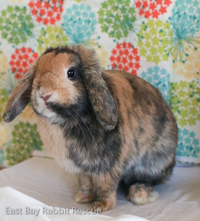 Adopt Suki a Harlequin Mini Lop / Mixed (short coat) rabbit in Livermore