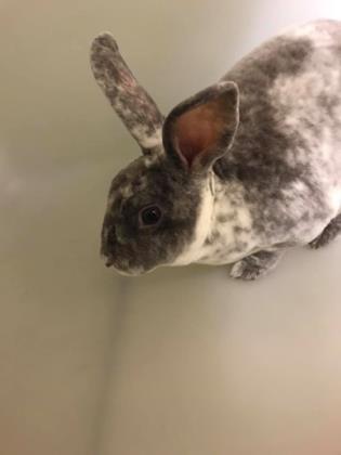 Adopt Earl 1534-18 a Bunny Rabbit