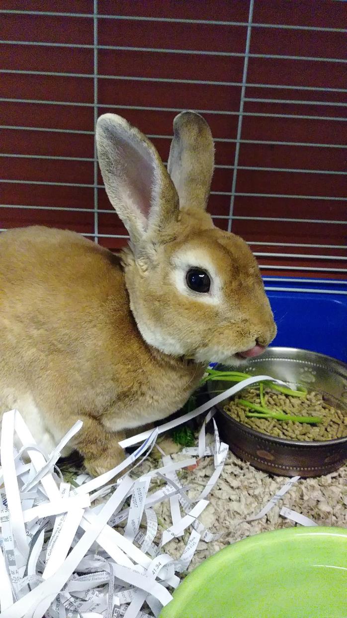 Adopt Benjamin Bunny a Tan Other/Unknown / Mixed rabbit in Merriam