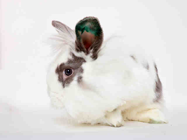 Adopt LILAH a Bunny Rabbit
