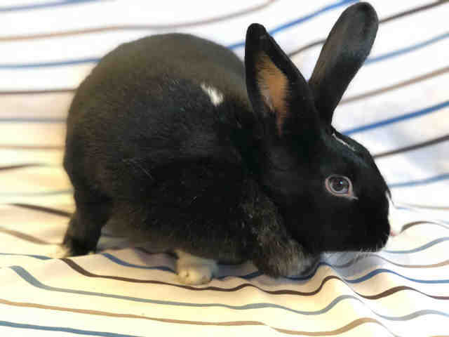 Adopt BRIAR a Black Dutch / Mixed rabbit in Urbana, IL (24283339)
