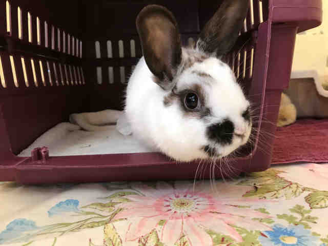 Adopt LIZZIE a Bunny Rabbit