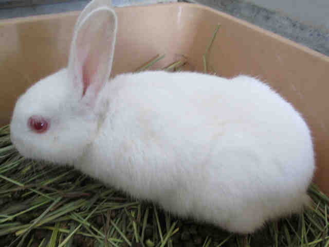 Adopt A1557564 a Bunny Rabbit