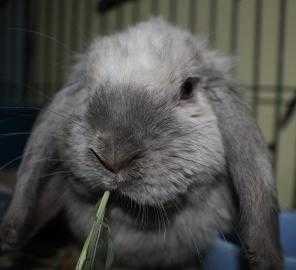 Adopt Lucky a Grey/Silver Mini Lop / Mixed rabbit in West Des Moines