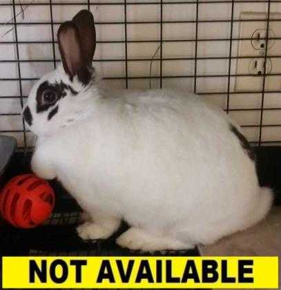 Adopt Ophelia a White American / Other/Unknown / Mixed rabbit in Eugene