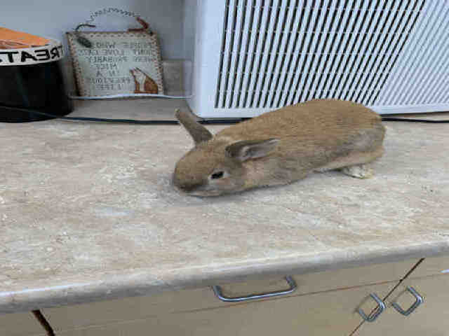 Adopt SPEEDY a Fawn Lop, Holland / Mixed rabbit in Castaic, CA (24854109)