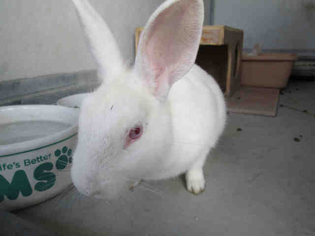 Adopt A1557568 a Bunny Rabbit