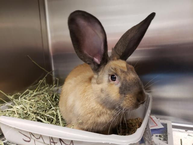 Adopt DOBBY a Bunny Rabbit