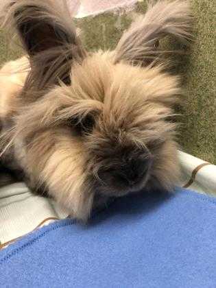 Adopt Fifi a Tan Other/Unknown / Other/Unknown / Mixed rabbit in Glenville