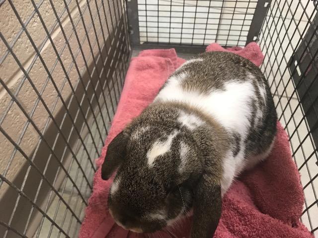Adopt Evan a Lop Eared