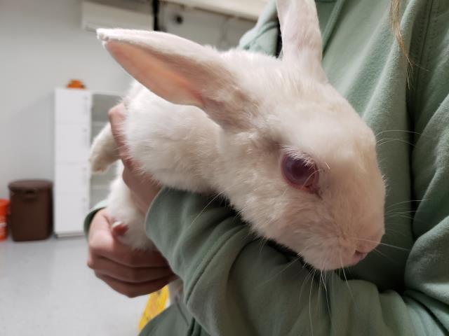 Adopt SIMON a Bunny Rabbit