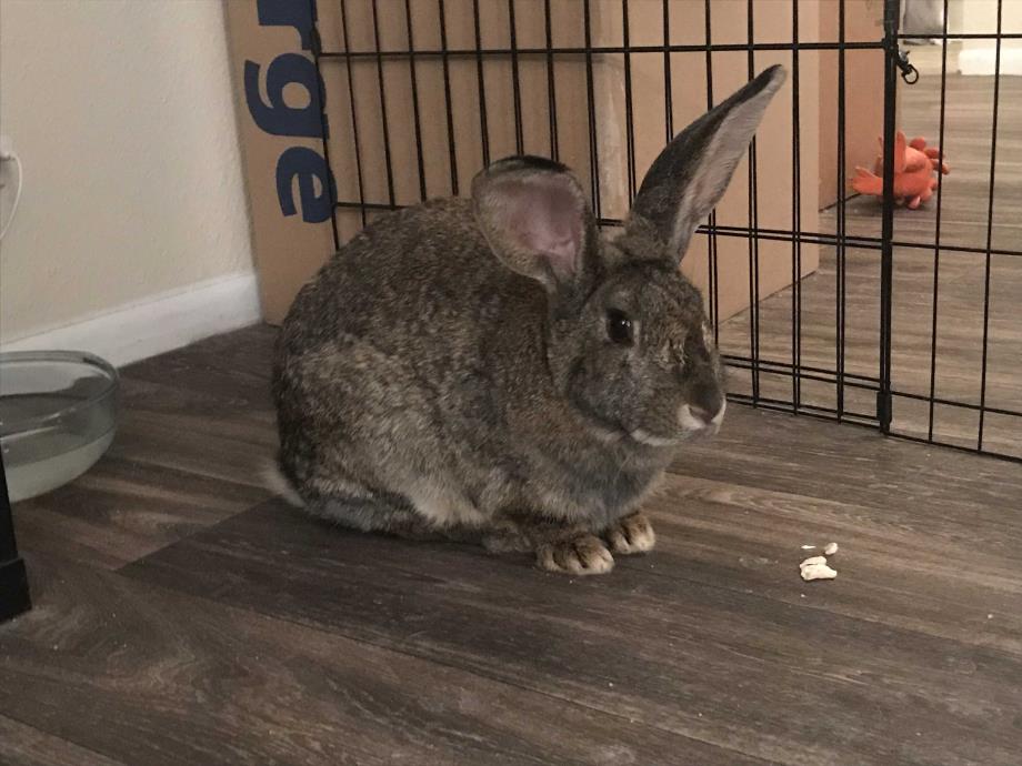 Adopt Willow a Flemish Giant / Mixed (short coat) rabbit in Murray