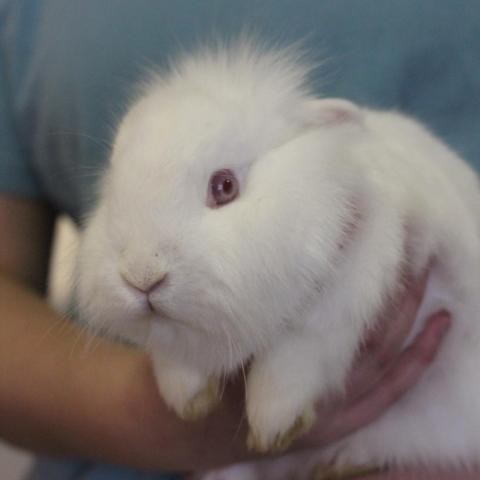 Adopt Molly a Netherland Dwarf rabbit in Starkville, MS (24126607)