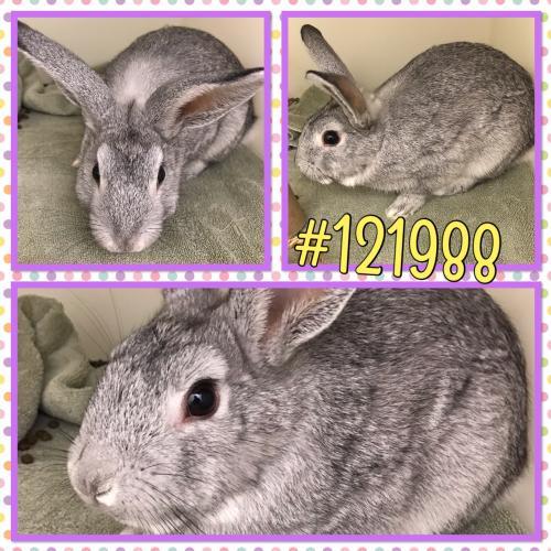 Adopt 121988 a Bunny Rabbit