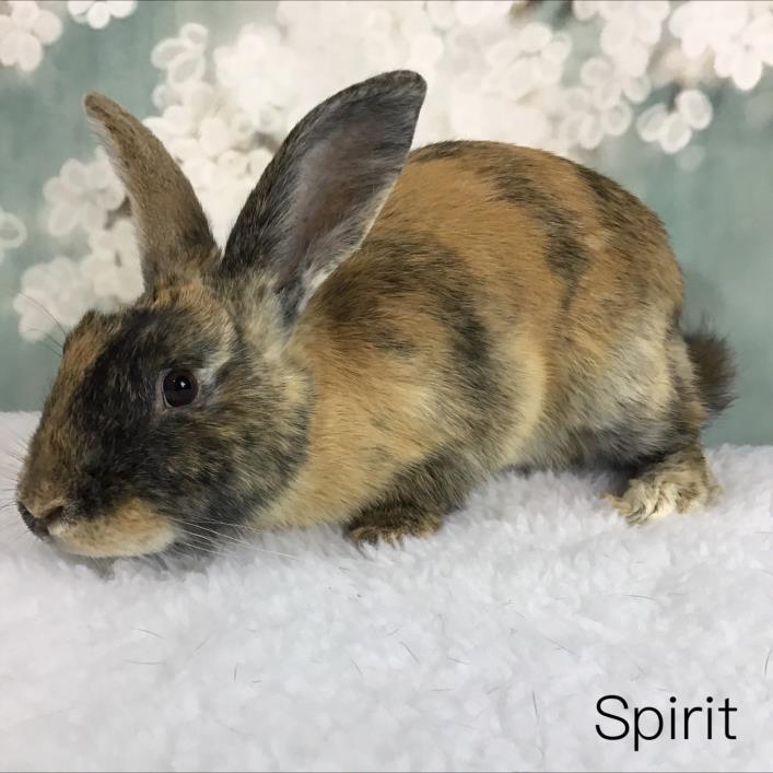 Adopt Spirit a Harlequin Harlequin / Mixed (short coat) rabbit in Auburn