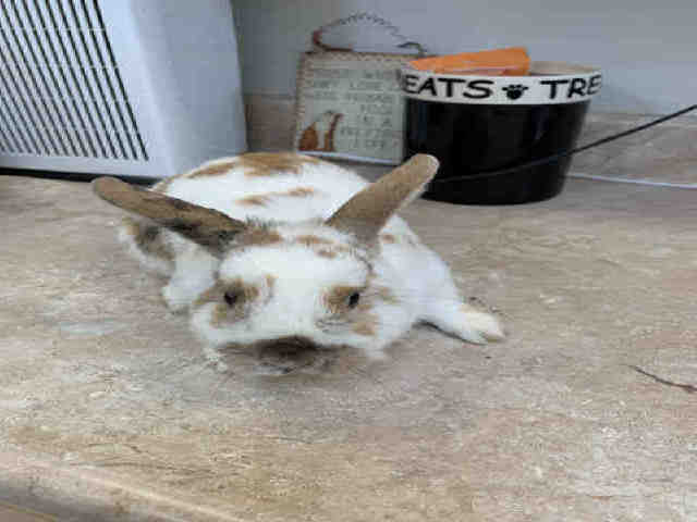 Adopt HOPPER a White Lop, Holland / Mixed rabbit in Castaic, CA (24854106)